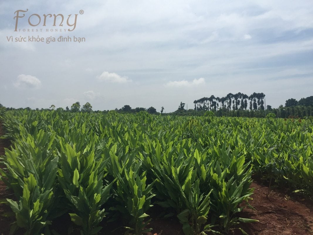 forny Farm 2 1067x800 - Forny Farm và Nhà Máy Forny