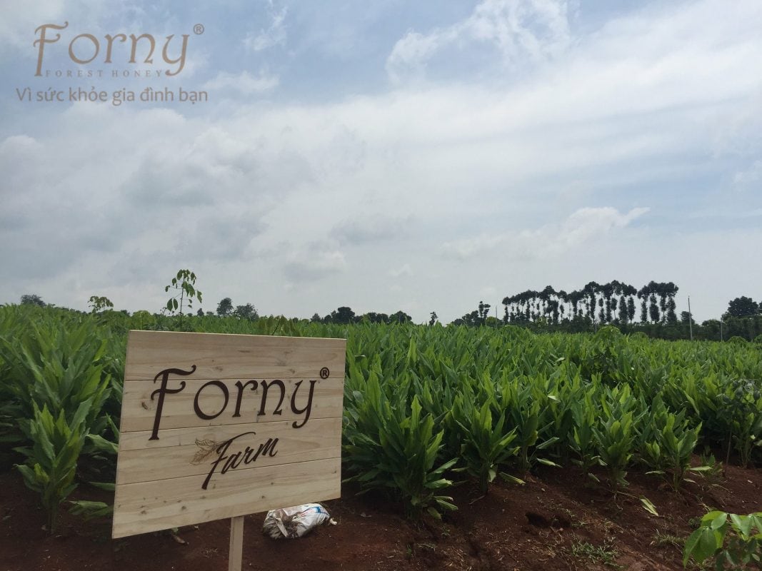 forny Farm 3 1067x800 - Forny Farm và Nhà Máy Forny