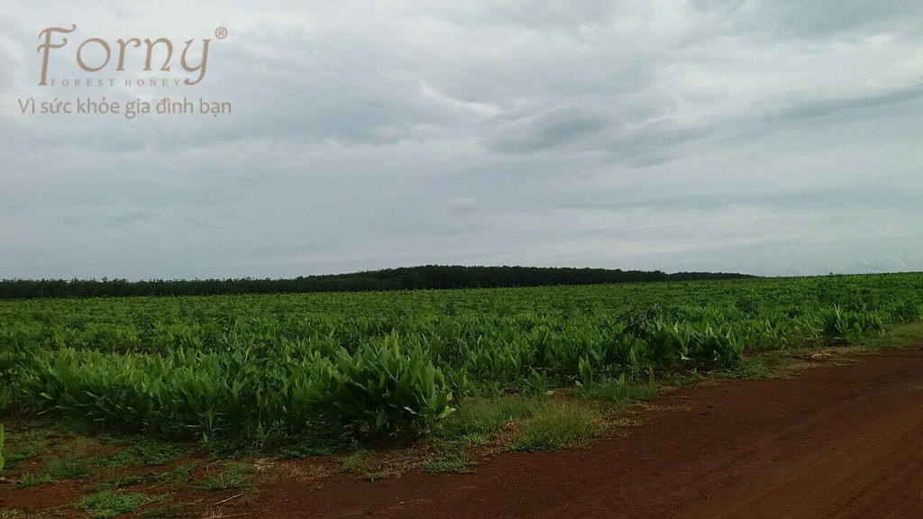 forny Farm 5 - Forny Farm và Nhà Máy Forny